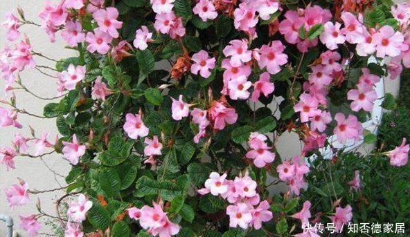 这五种花儿，一个枝条就能种，爬藤爬满墙，开花又多又漂亮
