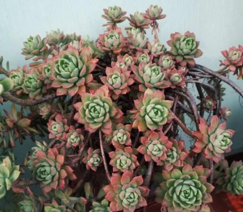 新手养多肉植物，春天牢记3个字，根不烂，个个胖嘟嘟