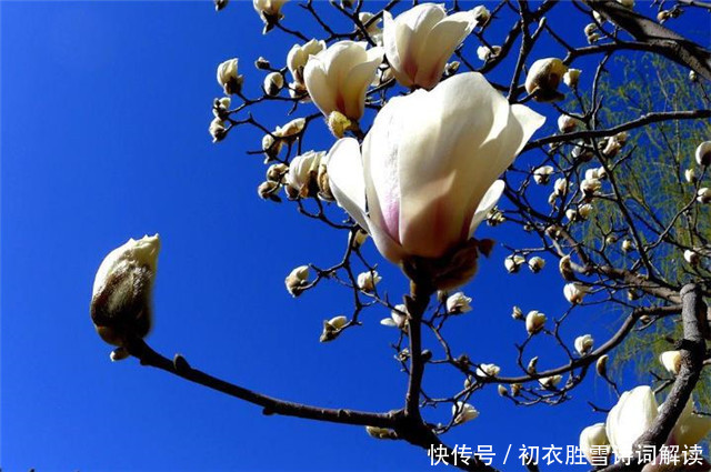  早春辛夷花六首：空庭向晚春微雨，红胭脂染小莲花