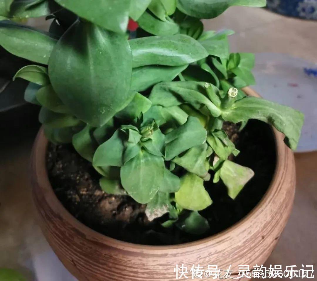 6种花一天不浇水，叶子就耷拉，缺水3天就死翘！