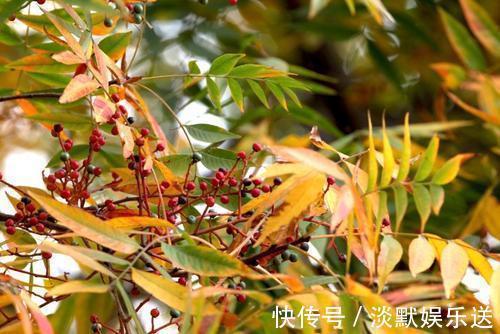 叶片|这野草带刺，牲畜见到绕着走，叶片晒晒能做肥皂