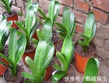 君子兰用“它”养,10年不施肥,新芽呼呼窜,开完一次又一次!