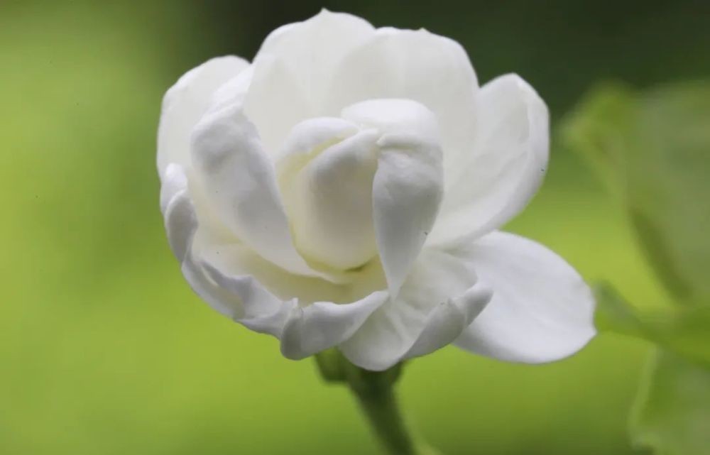 清香|用茉莉花茶做茶饮保持清香持久的秘密