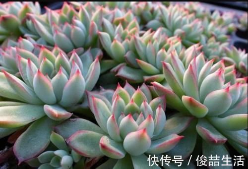 秘密|自带“仙气”的彩色多肉,分享上色的秘密和技巧