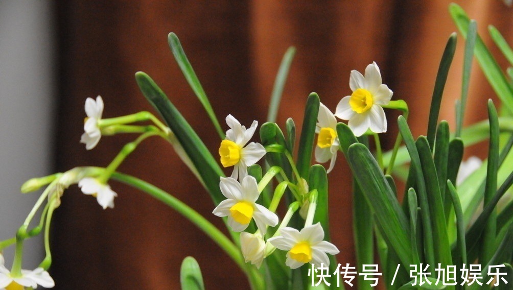 此花是传统名花,所代表的是思念和团圆,是寓意很好的花