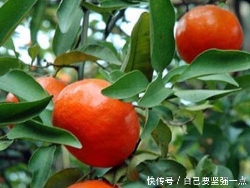  江苏传统名肴苏州三鸡：色香味俱佳营养丰富，去苏州不可不吃！