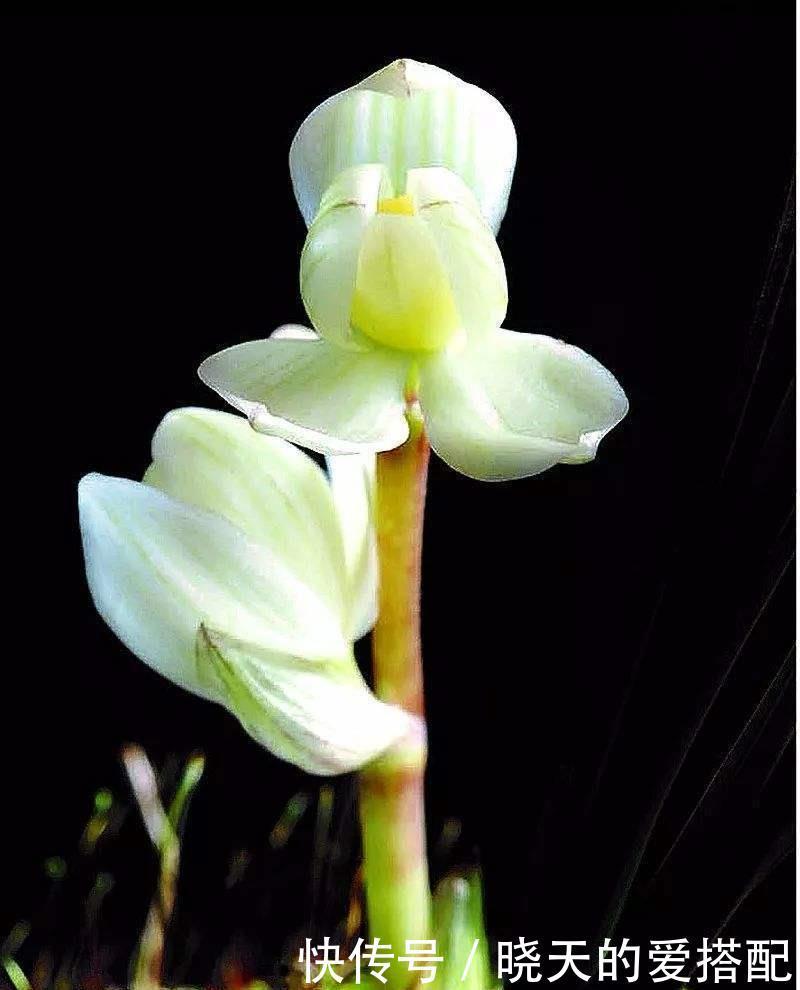 兰花品种|国兰的品种有很多,这6个最为名贵,喜欢兰花的你一定要知道