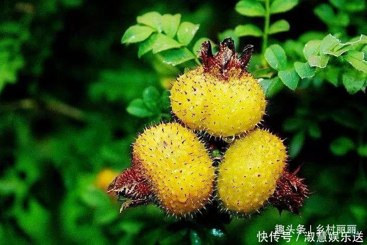 果实|山里的野果是农村童年最珍贵的零食,吃过的至少是90后