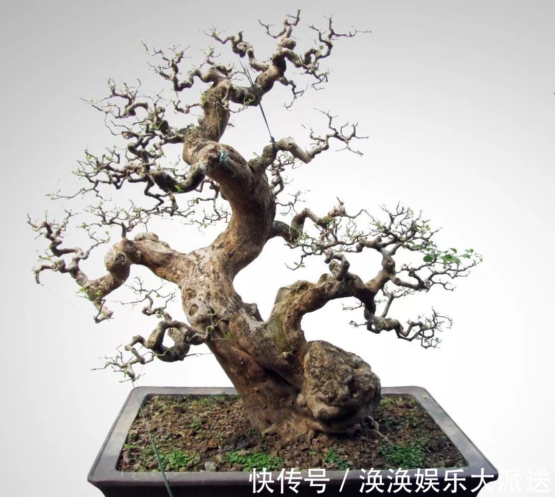 步曲|三角梅盆景制作6步曲,看懂了自己也能做出精美绝伦的三角梅盆景