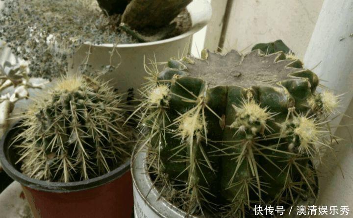 修剪|秋季养3种植物，多“切几刀”才能长新芽，养半年就爆盆