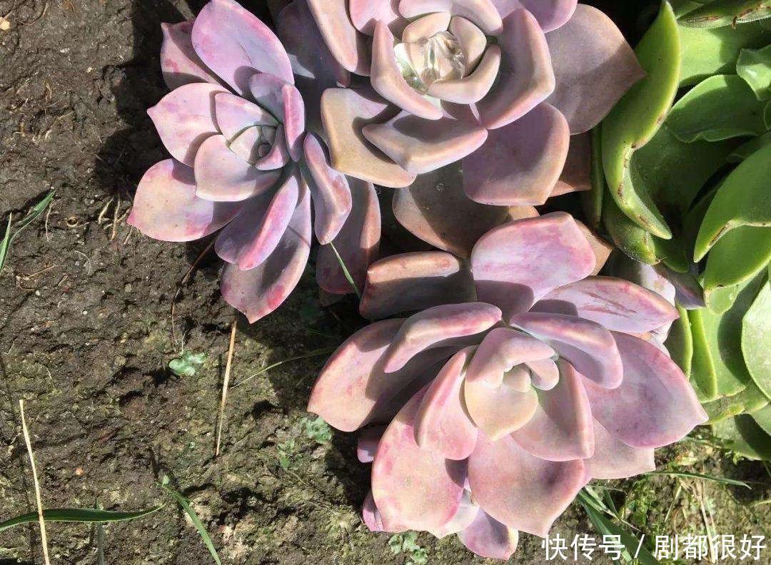 悬崖|养紫乐这种多肉,有3招,爆崽爆侧芽,还能长成悬崖桩