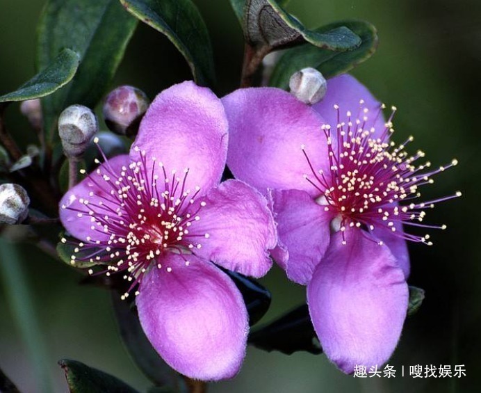 稔子树|此花花姿优美，娇艳的花朵远望宛如天边灿烂的晚霞，格外绚丽夺目