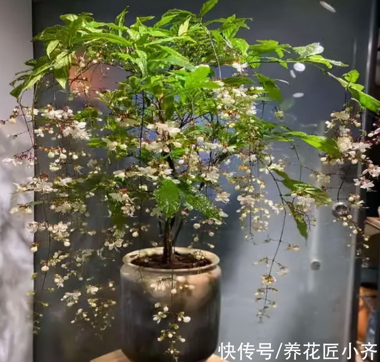 喜欢养茉莉花要选它，开花成串“半米长”，多季开花香味足