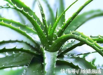 我给家里的芦荟换上这种盆，不到两月它就长爆了