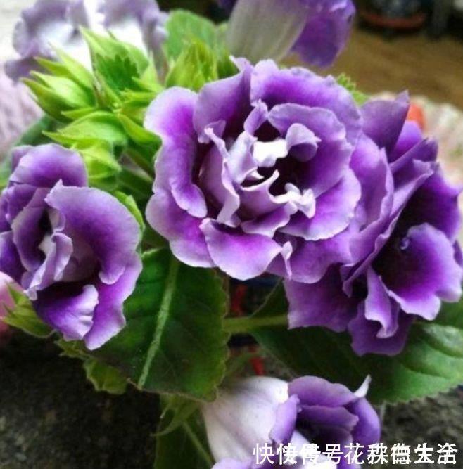 洋朱顶红|4种花现在养刚刚好,夏天开花很漂亮,日子越过越红火