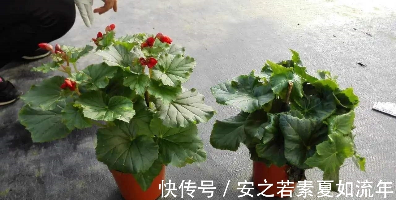 叶片怕水的6种花,浇水最好直接“灌”,不然黄叶、烂心又黑腐