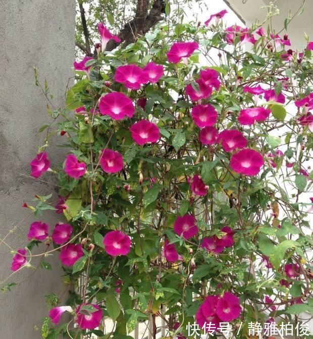 养护|这5种花种在家里一不小心就变成了花海
