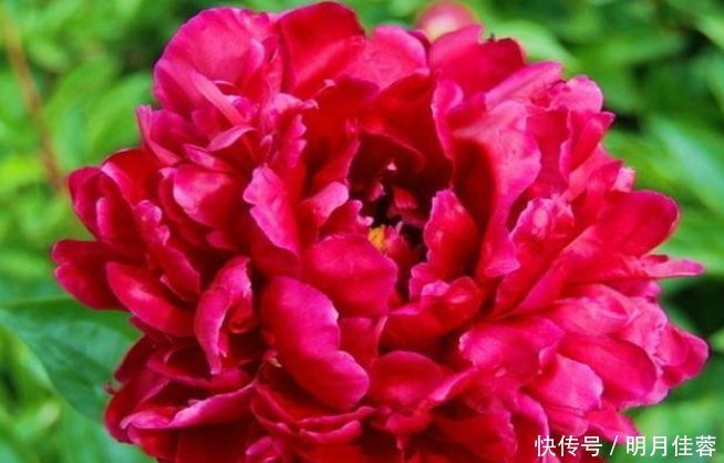 有钱人都养3种花,镇宅又旺财,好养漂亮,养在客厅最合适