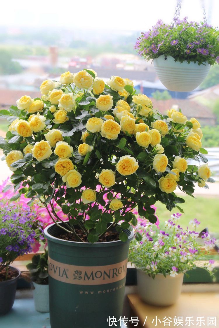 5月22日开始，养花试试这几款，开花幽香暗淡，家里养着上档次！