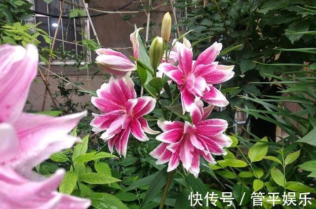 花儿|好养、好美的“4种花”,种下就活,连年开花,能养一辈子