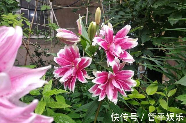 花儿|好养、好美的“4种花”，种下就活，连年开花，能养一辈子