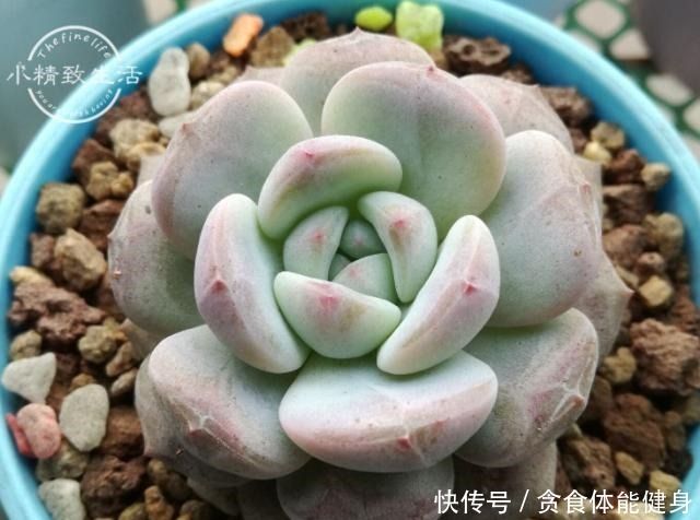 控养多肉有前提,3要4不要不能反,错了变瘦,对了肥美!