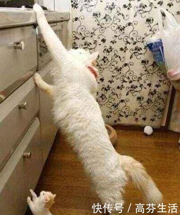 为什么猫前爪有个肉球