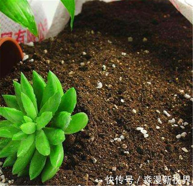 花卉|养花土“别买”，出门挖“2桶”，花卉不烂根、不黄叶，根粗叶绿