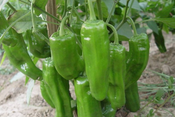 微量元素|青椒不仅味道好吃,对身体还有4大好处,看完分享给家人