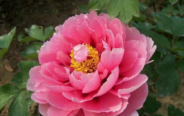 牡丹花的养殖方法,学会这几招,开花又大又美