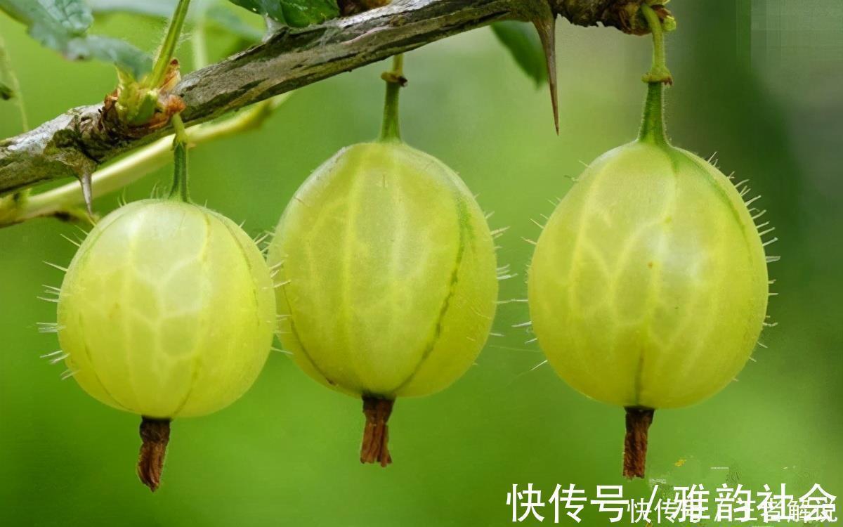 長壽|人到中年想長壽，多吃3種食物，對頭發早白的人，有補血功效