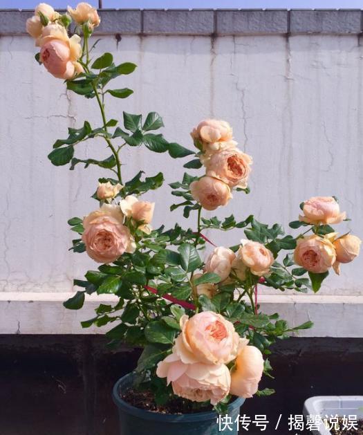 扦插月季小“方法”，扦插一棵活一棵，15天根系长满盆，非常简单