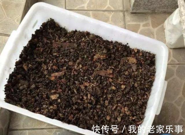 3种“小废渣”,出门捡“1袋”,每隔2个月给花卉用1点,爆盆快!