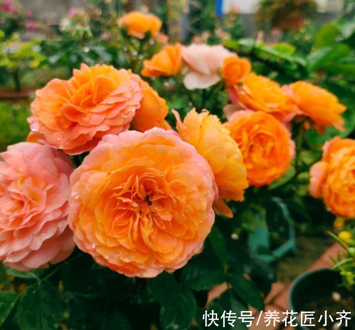 芽点|春天养月季，记住这3点，芽点饱满无盲芽，一次就能开爆盆