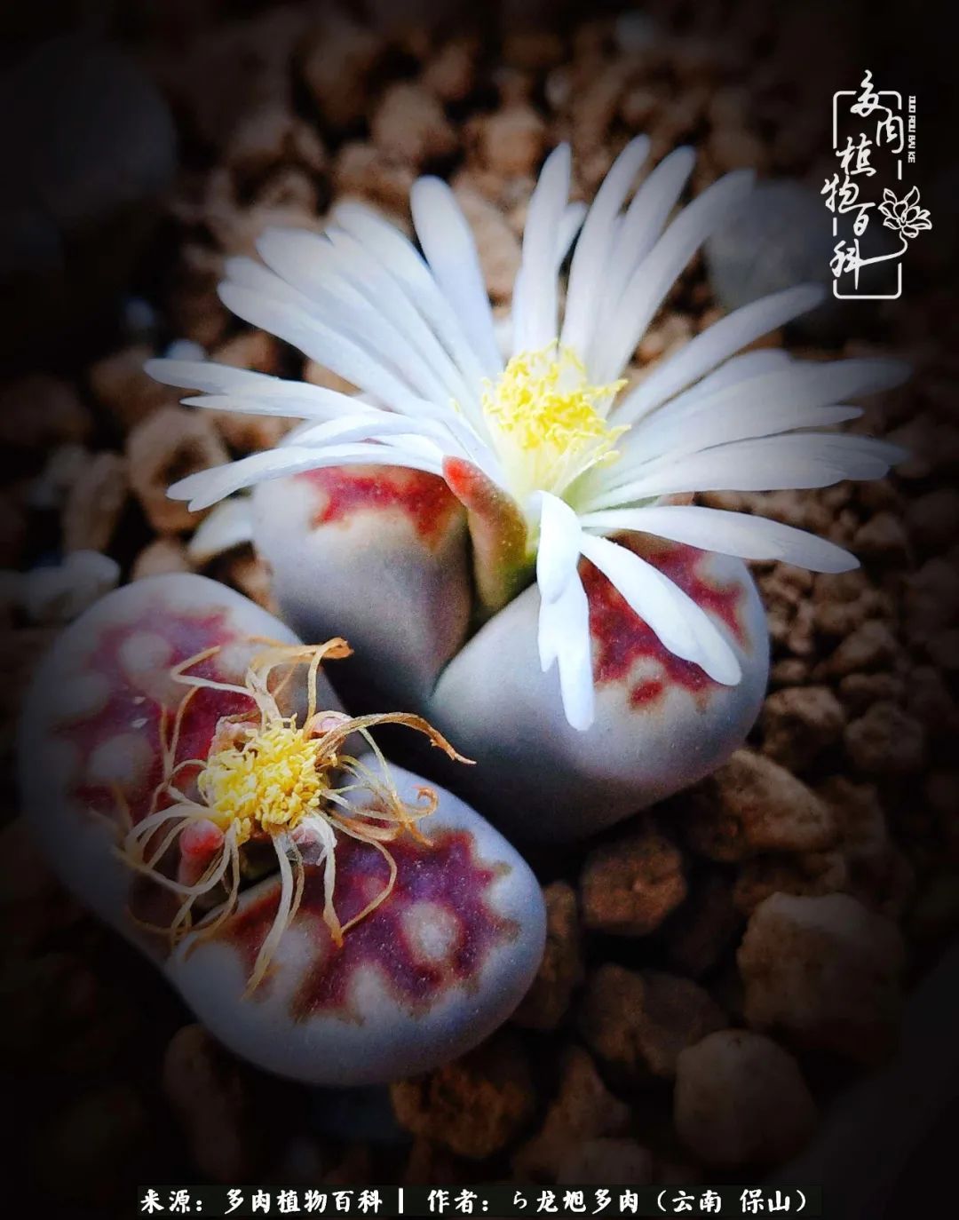 多肉植物|遇见多肉，遇见不一样的你，一养就是10几年！