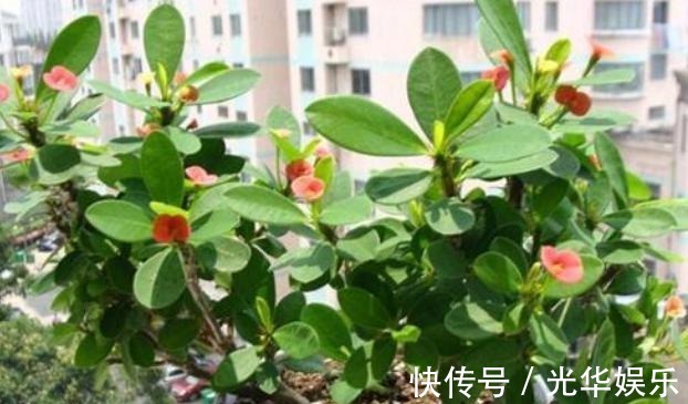 多肉|在家盆栽4款多肉要小心,它们对健康有害,需早点丢出去