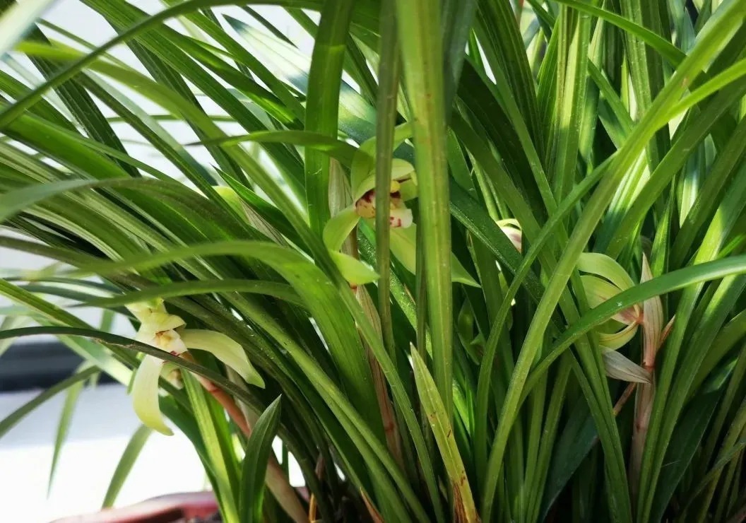 松针腐殖土养兰花，做好两件事，来年春天有好植料