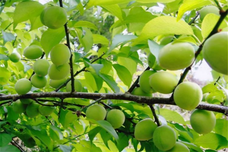 食物|超市最常见的3种食物,美容养生、延缓衰老,早吃早健康!
