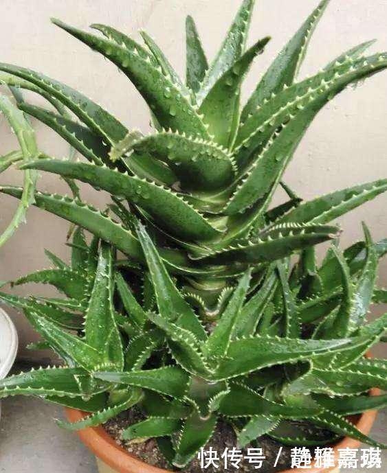 养芦荟记住此2点,叶片肉厚发光,嫩芽多的挤裂花盆