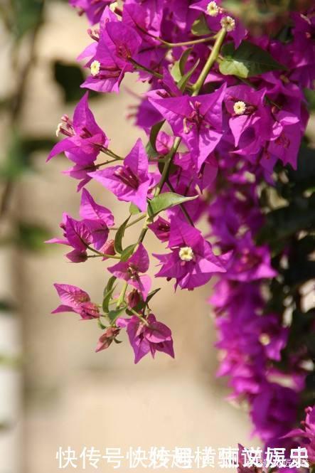 45种三角梅品种,红、橙、黄、绿、白、紫,每一种都很好看!