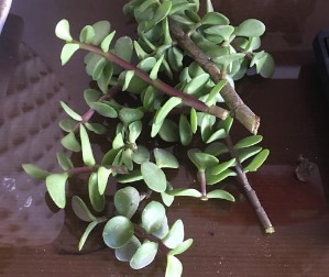 金枝玉叶爱“干净”,咔嚓来一刀,枝干壮、叶片厚,嗖嗖成老桩