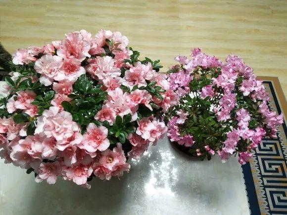 蟹爪兰|长寿花换盆，切忌越换越大，一直用小盆养才好！