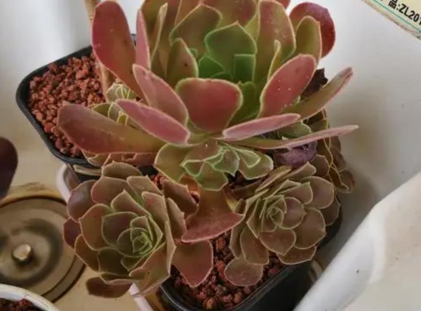 降温|休眠中的多肉，遇上高温天，想“保命”就得落实此4点