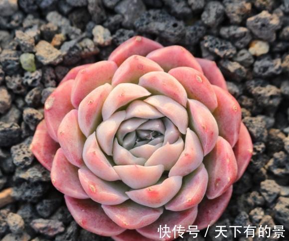 砂石|养好多肉很容易,工地挖点河沙,纯河沙也能养多肉,根系超发达