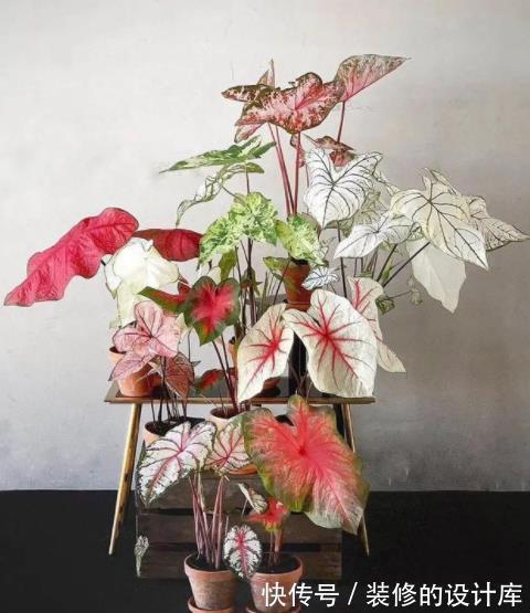 彩叶芋|3种高颜值观叶植物，叶片比花还美，皮实好养上档次