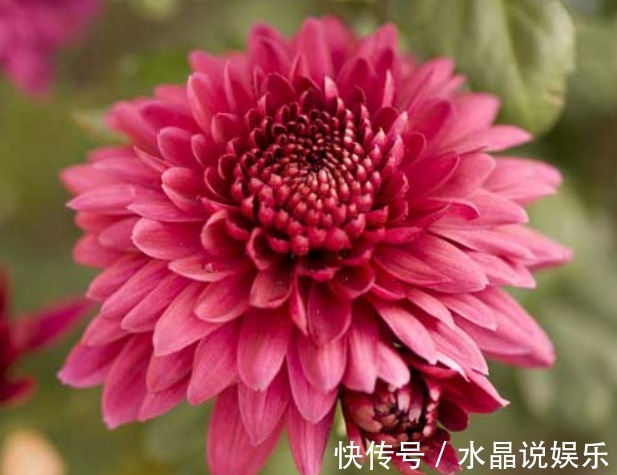 大丽花|大丽花不难养，记住2个“要点”，轻松爆盆，花大色艳“胜牡丹”