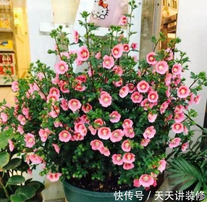 3种花好养又漂亮,养在家里美不胜收,颜值超高的