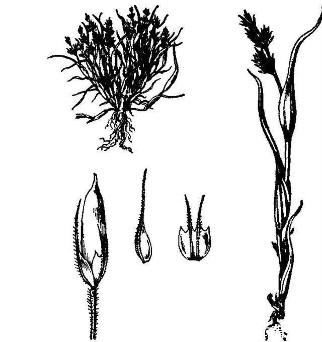 仅两株！消失60年的罕见“莎禾”重现东北，专家：成功采集到