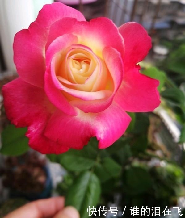 月季花|八种以“香”闻名的月季花,花开一朵,满屋子香气,养护也简单!