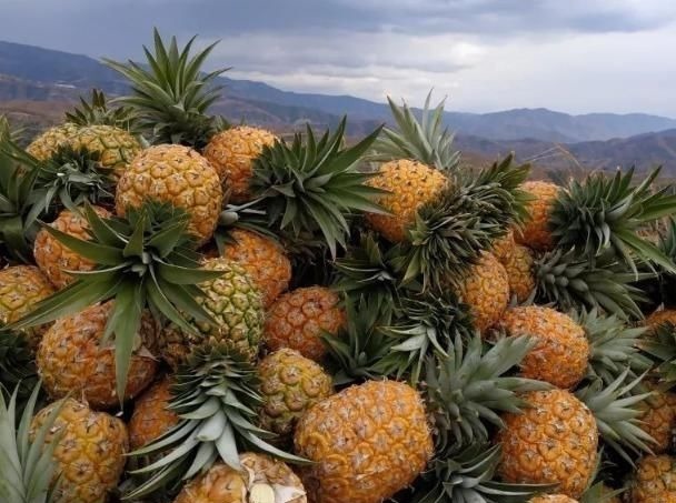 减肥法|懒人减肥法不用饿肚子，常吃这4种水果，刮油燃脂可能赶走大肚腩